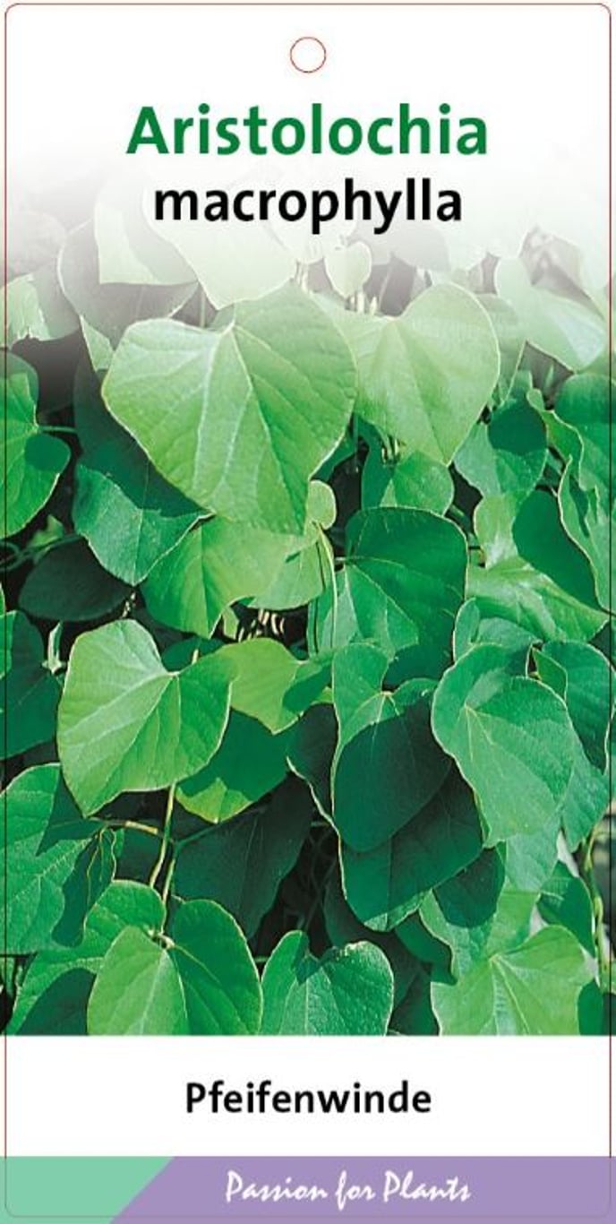 Aristolochia macrophylla - C2 60-80 CM Stick